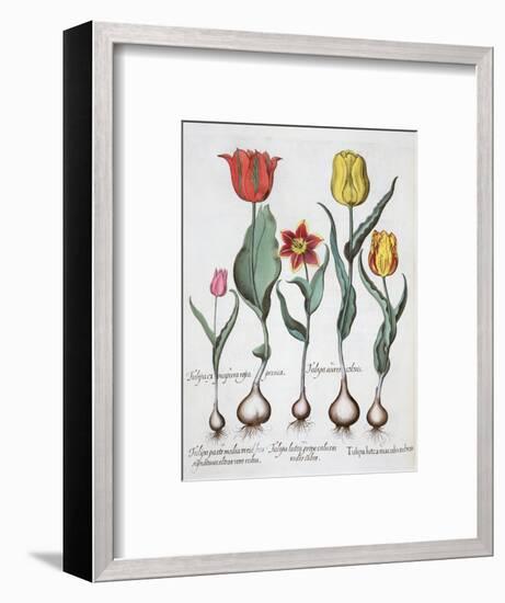 Tulips, 1613-Unknown-Framed Giclee Print