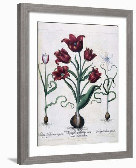 Tulips, 1613-Johann Friedrich Meyer-Framed Giclee Print