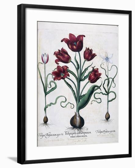 Tulips, 1613-Johann Friedrich Meyer-Framed Giclee Print