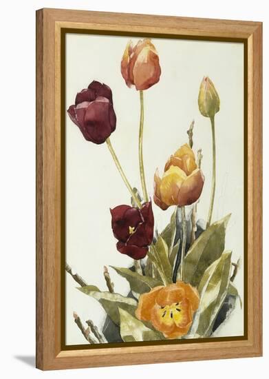 Tulips, 1933 (Watercolour and Graphite on Paper)-Charles Demuth-Framed Premier Image Canvas