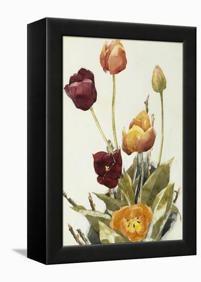 Tulips, 1933 (Watercolour and Graphite on Paper)-Charles Demuth-Framed Premier Image Canvas