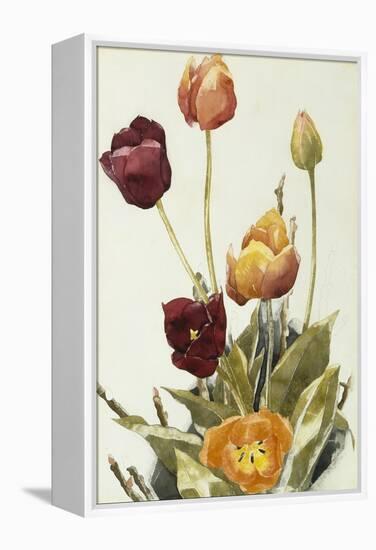 Tulips, 1933 (Watercolour and Graphite on Paper)-Charles Demuth-Framed Premier Image Canvas