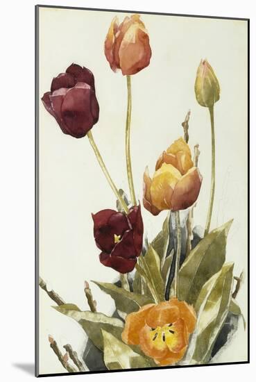 Tulips, 1933 (Watercolour and Graphite on Paper)-Charles Demuth-Mounted Giclee Print