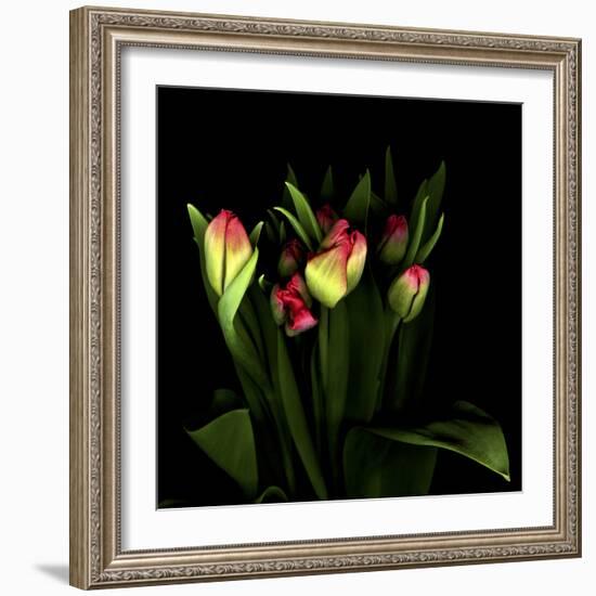 Tulips 1-Magda Indigo-Framed Photographic Print