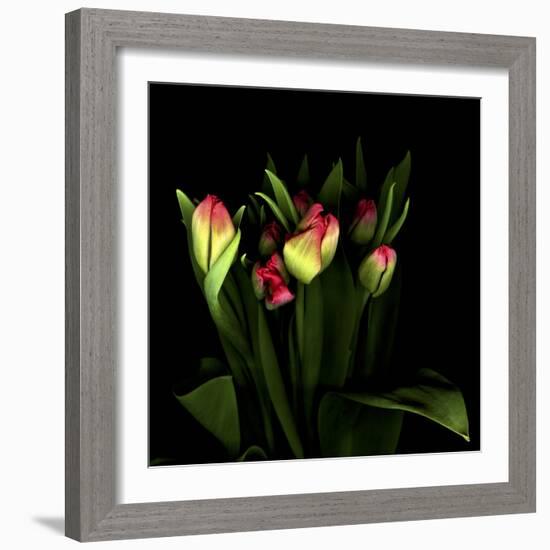 Tulips 1-Magda Indigo-Framed Photographic Print