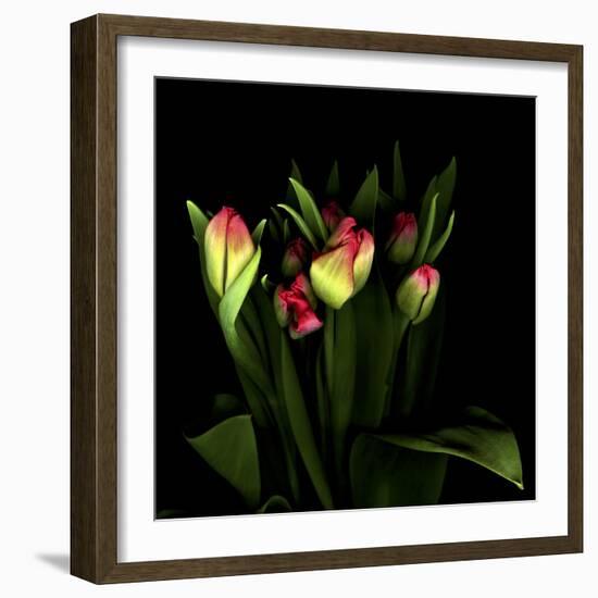 Tulips 1-Magda Indigo-Framed Photographic Print