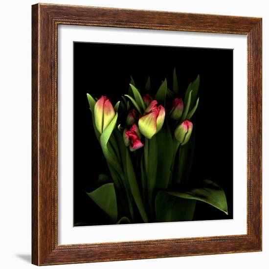 Tulips 1-Magda Indigo-Framed Photographic Print