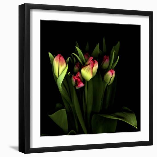 Tulips 1-Magda Indigo-Framed Photographic Print