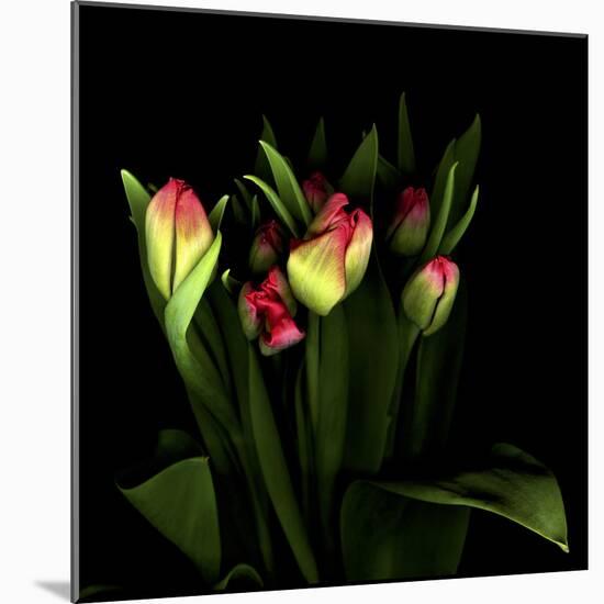Tulips 1-Magda Indigo-Mounted Photographic Print