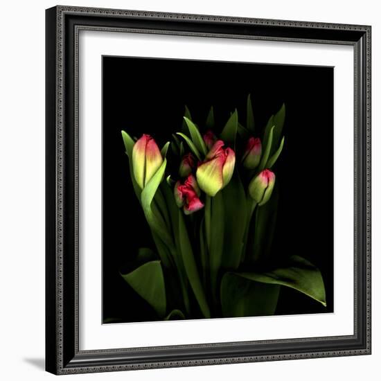 Tulips 1-Magda Indigo-Framed Photographic Print