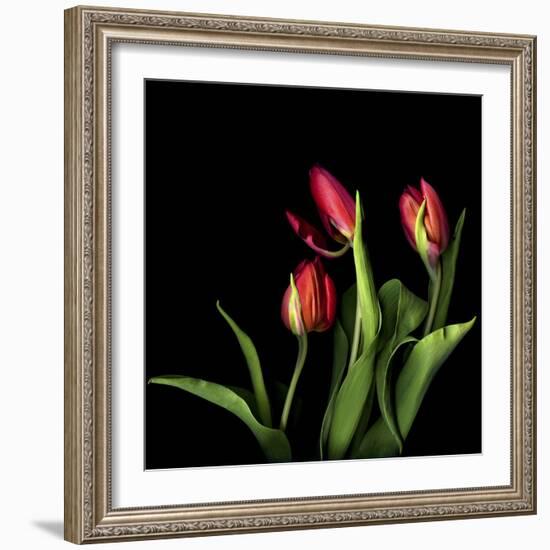 Tulips 2-Magda Indigo-Framed Photographic Print