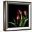 Tulips 2-Magda Indigo-Framed Photographic Print