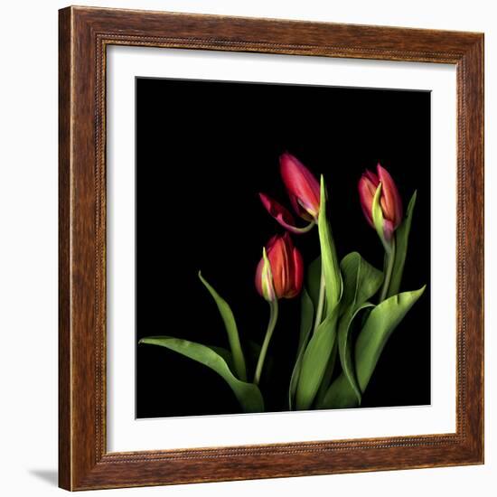 Tulips 2-Magda Indigo-Framed Photographic Print