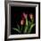 Tulips 2-Magda Indigo-Framed Photographic Print