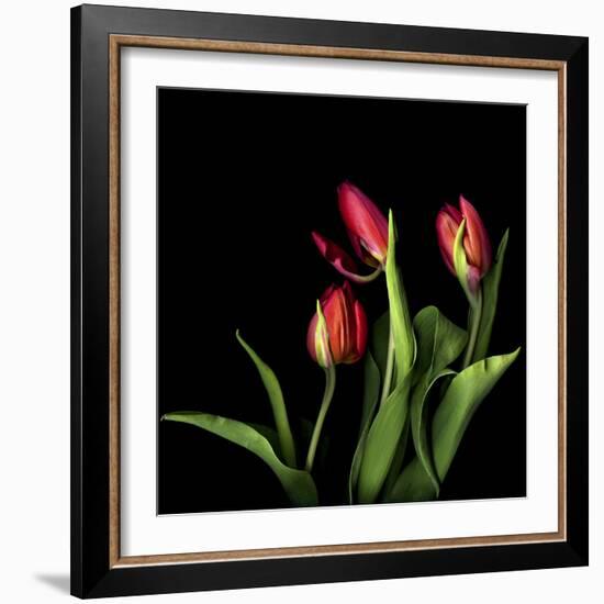 Tulips 2-Magda Indigo-Framed Photographic Print