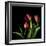 Tulips 2-Magda Indigo-Framed Photographic Print