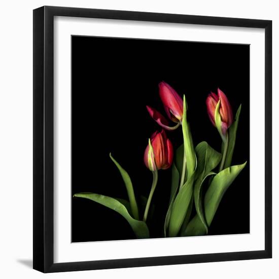 Tulips 2-Magda Indigo-Framed Photographic Print