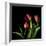 Tulips 2-Magda Indigo-Framed Photographic Print