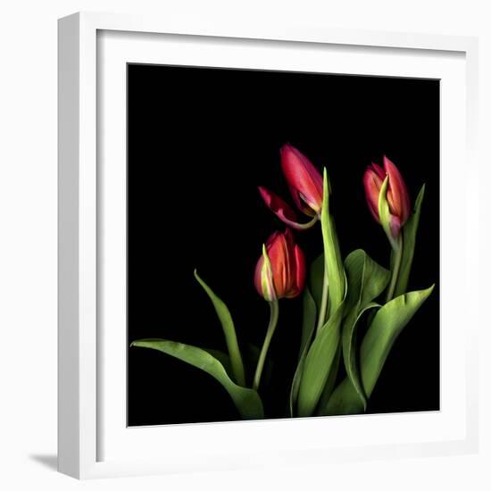 Tulips 2-Magda Indigo-Framed Photographic Print