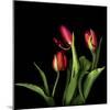 Tulips 2-Magda Indigo-Mounted Photographic Print