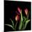 Tulips 2-Magda Indigo-Mounted Photographic Print