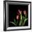 Tulips 2-Magda Indigo-Framed Photographic Print