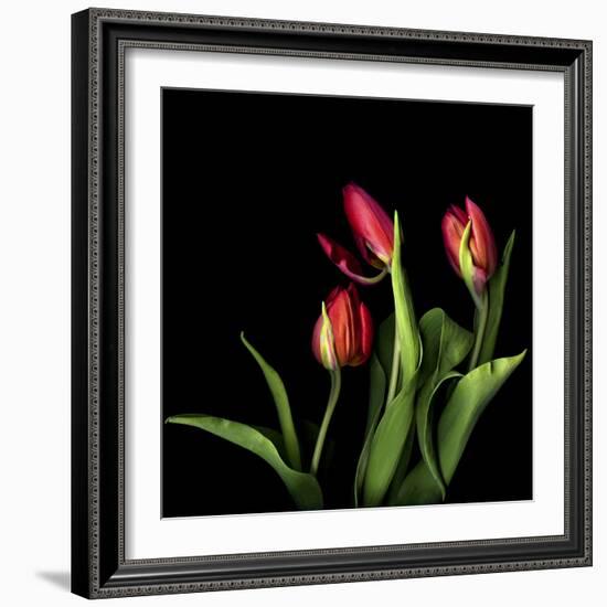 Tulips 2-Magda Indigo-Framed Photographic Print