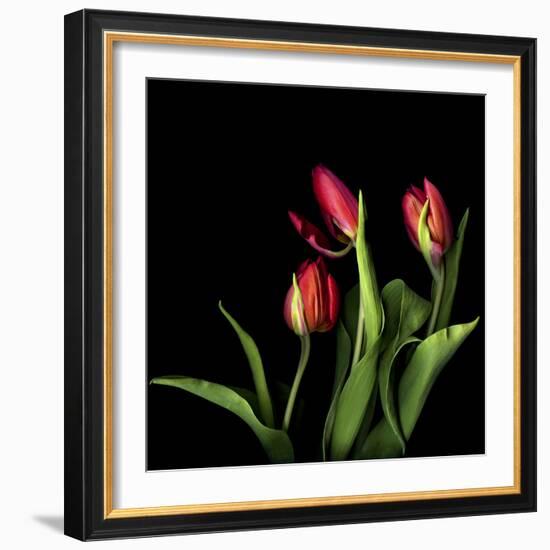 Tulips 2-Magda Indigo-Framed Photographic Print