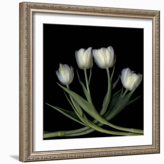 Tulips 3-Magda Indigo-Framed Photographic Print