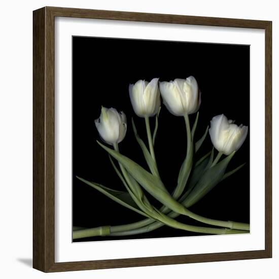 Tulips 3-Magda Indigo-Framed Photographic Print