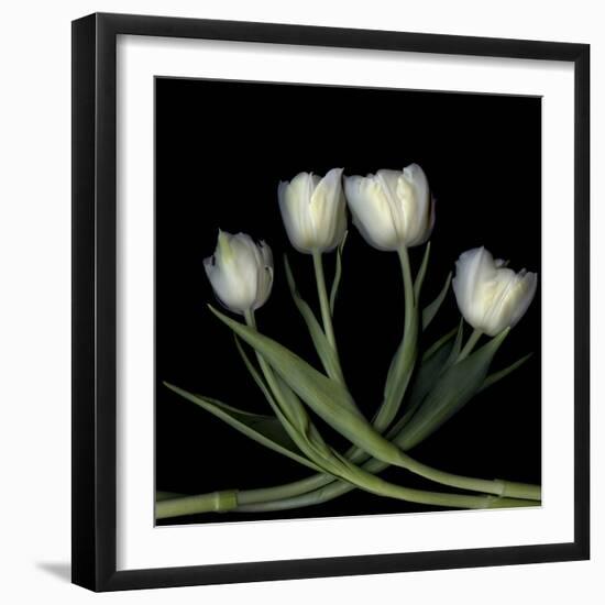 Tulips 3-Magda Indigo-Framed Photographic Print