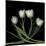 Tulips 3-Magda Indigo-Mounted Photographic Print