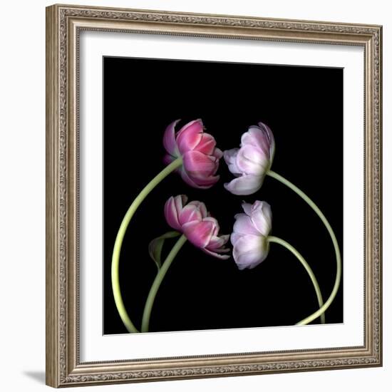 Tulips 4-Magda Indigo-Framed Photographic Print