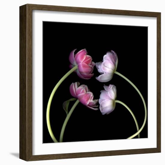 Tulips 4-Magda Indigo-Framed Photographic Print