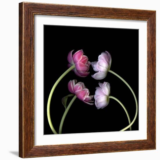 Tulips 4-Magda Indigo-Framed Photographic Print