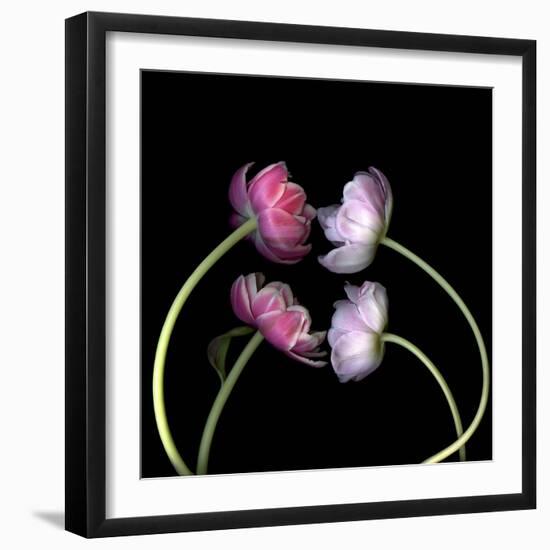 Tulips 4-Magda Indigo-Framed Photographic Print