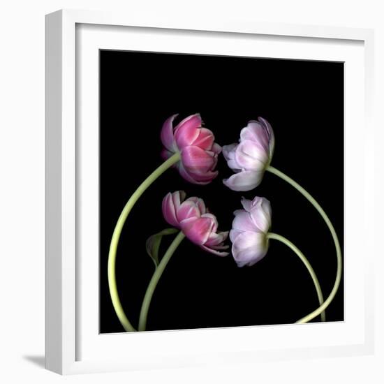 Tulips 4-Magda Indigo-Framed Photographic Print