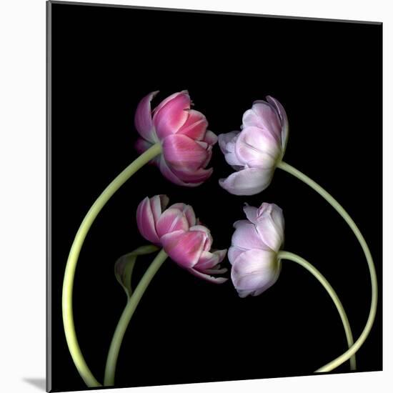 Tulips 4-Magda Indigo-Mounted Photographic Print