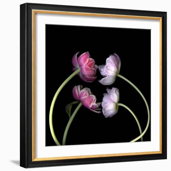 Tulips 4-Magda Indigo-Framed Photographic Print