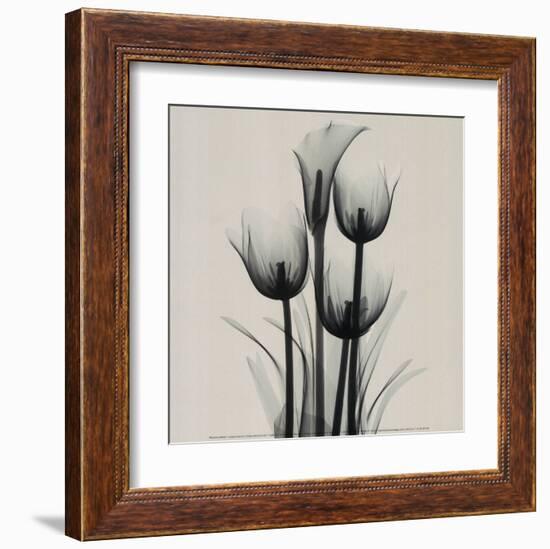 Tulips and Arum Lily-Marianne Haas-Framed Art Print