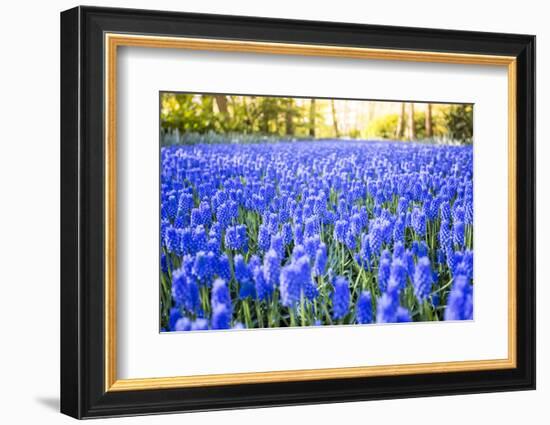 Tulips and flowers at Keukenhof gardens, Lisse, Netherlands-Francesco Riccardo Iacomino-Framed Photographic Print