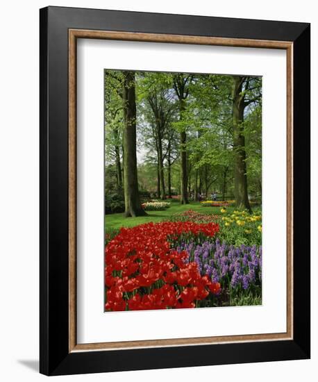 Tulips and Hyacinths in the Keukenhof Gardens at Lisse, the Netherlands, Europe-Groenendijk Peter-Framed Photographic Print