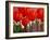 Tulips and Hyacinths-John Newcomb-Framed Giclee Print