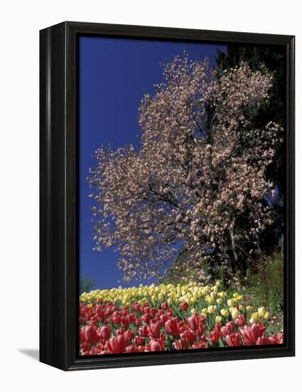 Tulips and Magnolia tree, Cincinatti, Ohio, USA-Adam Jones-Framed Premier Image Canvas