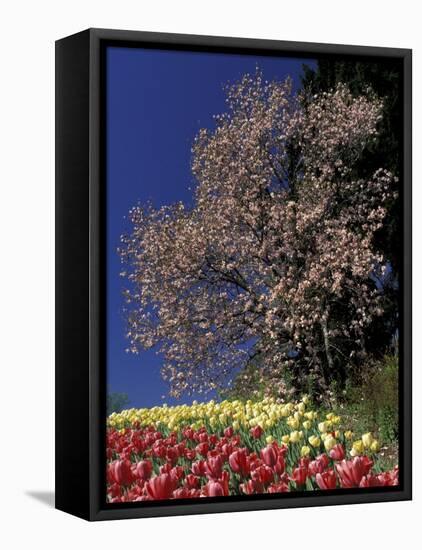 Tulips and Magnolia tree, Cincinatti, Ohio, USA-Adam Jones-Framed Premier Image Canvas