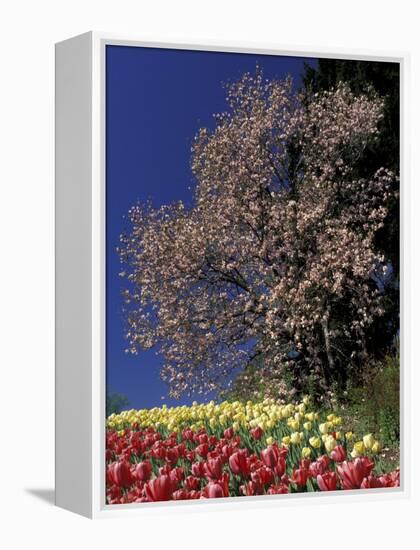 Tulips and Magnolia tree, Cincinatti, Ohio, USA-Adam Jones-Framed Premier Image Canvas