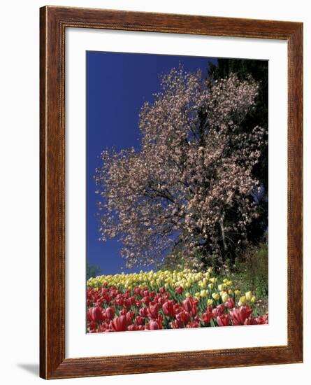 Tulips and Magnolia tree, Cincinatti, Ohio, USA-Adam Jones-Framed Photographic Print