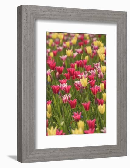 Tulips and other colorful spring flowers, Victoria, British Columbia, Canada-Stuart Westmorland-Framed Photographic Print