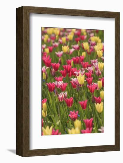 Tulips and other colorful spring flowers, Victoria, British Columbia, Canada-Stuart Westmorland-Framed Photographic Print