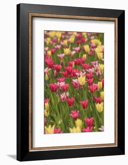 Tulips and other colorful spring flowers, Victoria, British Columbia, Canada-Stuart Westmorland-Framed Photographic Print